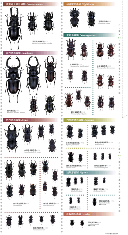 锹甲虫的简介图片